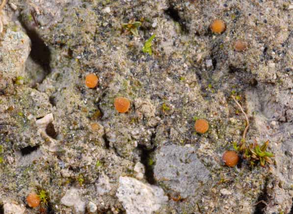 Представитель Семейства Biatorellaceae